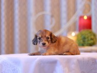 Kaninchen-Dachshund2710 Kaninchen-Dachshund2710