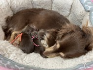 Kaninchen-Dachshund27107335