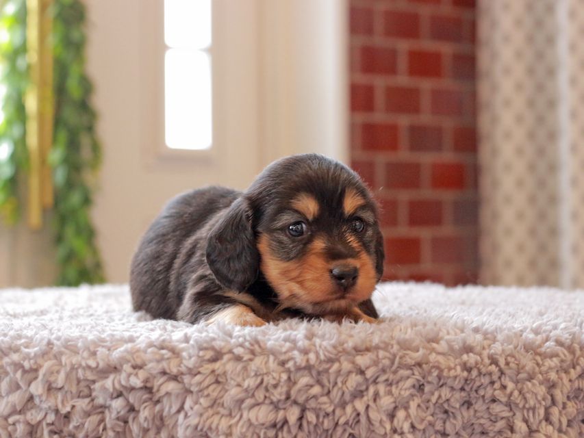 カニンヘン ダックスフンド ジル & ナイトの子犬 ブラックイエロー(ブラッククリーム) 女の子Kaninchen-Dachshund271 カニンヘン ダックスフンド ジル & ナイトの子犬 ブラックイエロー(ブラッククリーム) 女の子