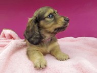 Kaninchen-Dachshund2724