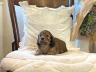 Kaninchen-Dachshund27