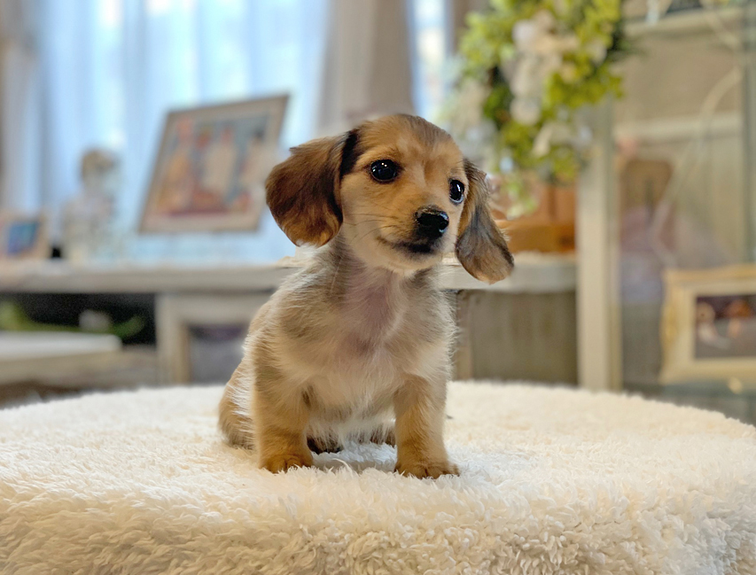 カニンヘン ダックスフンド まめms & 竹千代CHの子犬 シェーデットイエロー（シェーデットクリーム） 女の子（2）