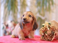 Kaninchen-Dachshund27 Kaninchen-Dachshund27