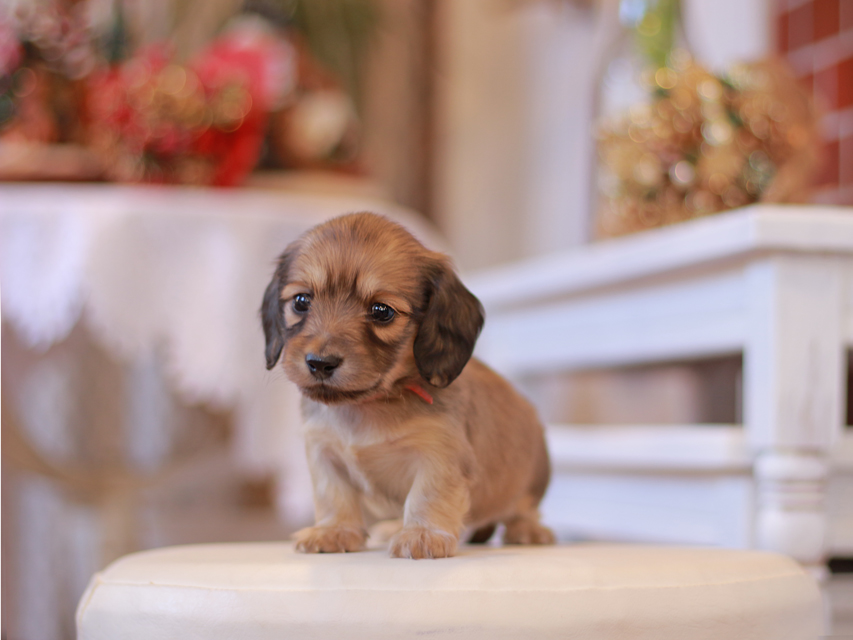カニンヘン ダックスフンド ティナ&竹千代CHの子犬 イエロー（クリーム） 女の子（1）