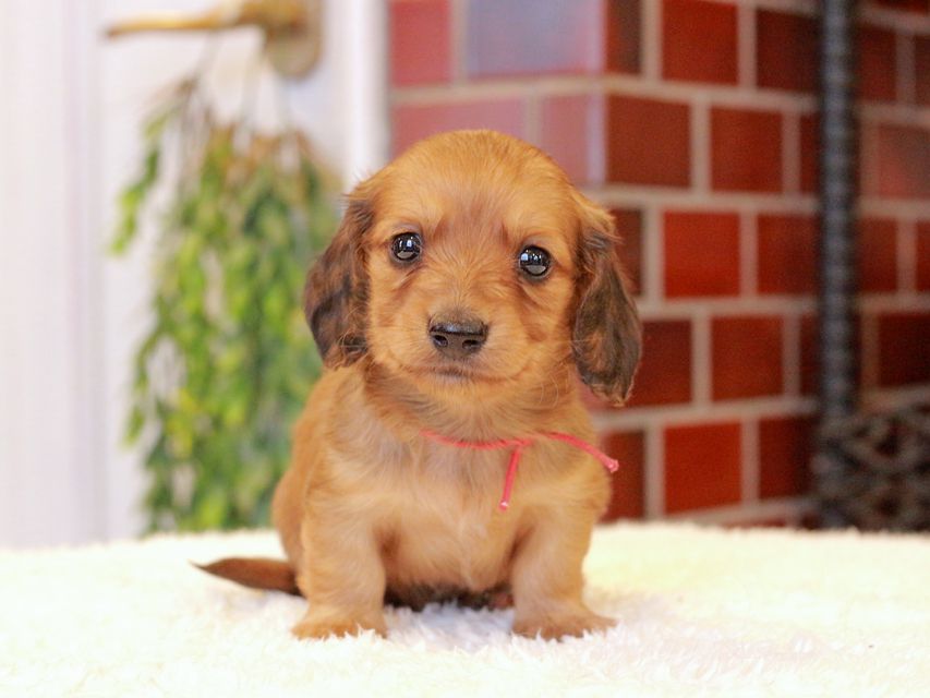 カニンヘン ダックスフンド チャーム & 竹千代CHの子犬 レッド 男の子（1）