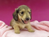 Kaninchen-Dachshund2771
