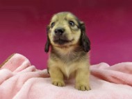 Kaninchen-Dachshund2773