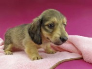 Kaninchen-Dachshund2776