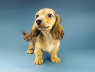 Kaninchen-Dachshund280