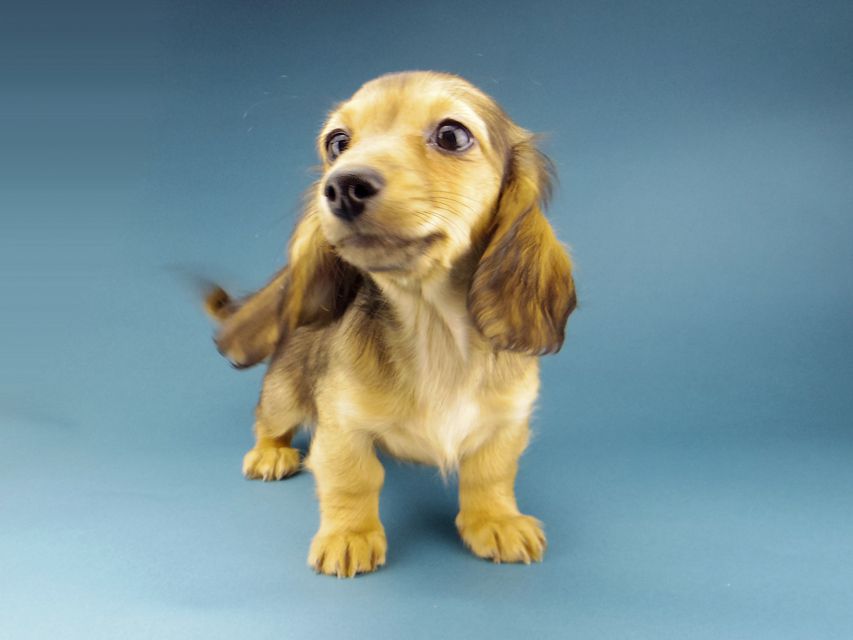 カニンヘン ダックスフンド サファリ & 竹千代CHの子犬 レッド 女の子