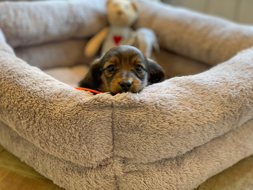 カニンヘン ダックスフンド カイラ & 竹千代の子犬 レッド 女の子（1）