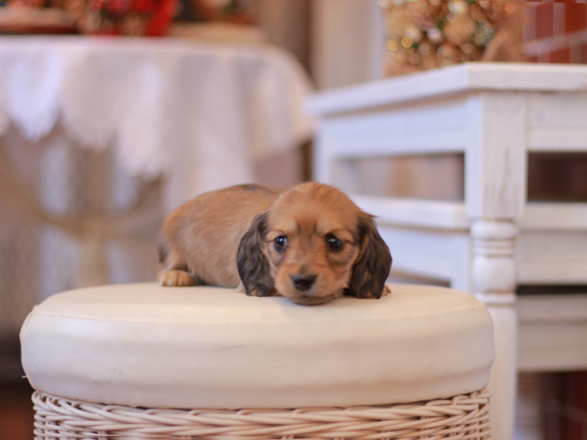 カニンヘン ダックスフンド ティナ&竹千代CHの子犬 イエロー（クリーム） 女の子（2）