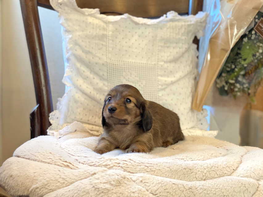 カニンヘン ダックスフンド トマト & オスカーの子犬 レッド 女の子Kaninchen-Dachshund28 カニンヘン ダックスフンド トマト & オスカーの子犬 レッド 女の子