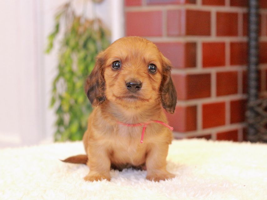 カニンヘン ダックスフンド チャーム & 竹千代CHの子犬 レッド 男の子（1）