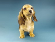 Kaninchen-Dachshund284