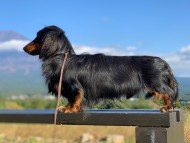 Kaninchen-Dachshund285