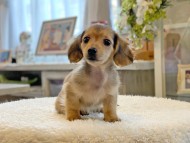 Kaninchen-Dachshund28
