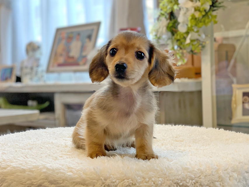 カニンヘン ダックスフンド まめms & 竹千代CHの子犬 シェーデットイエロー（シェーデットクリーム） 女の子（2）