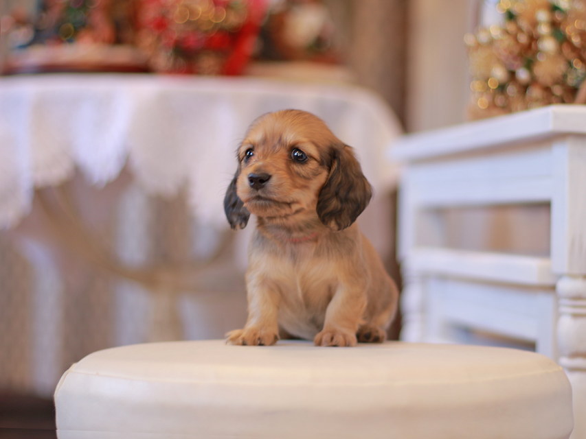 カニンヘン ダックスフンド ティナ&竹千代CHの子犬 イエロー（クリーム） 女の子（2）