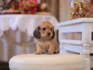 Kaninchen-Dachshund289 Kaninchen-Dachshund289