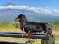 Kaninchen-Dachshund291 Kaninchen-Dachshund291
