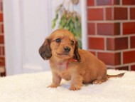 Kaninchen-Dachshund291 Kaninchen-Dachshund291