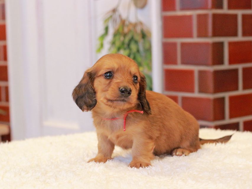 カニンヘン ダックスフンド チャーム & 竹千代CHの子犬 レッド 男の子（1）