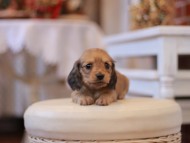 Kaninchen-Dachshund291