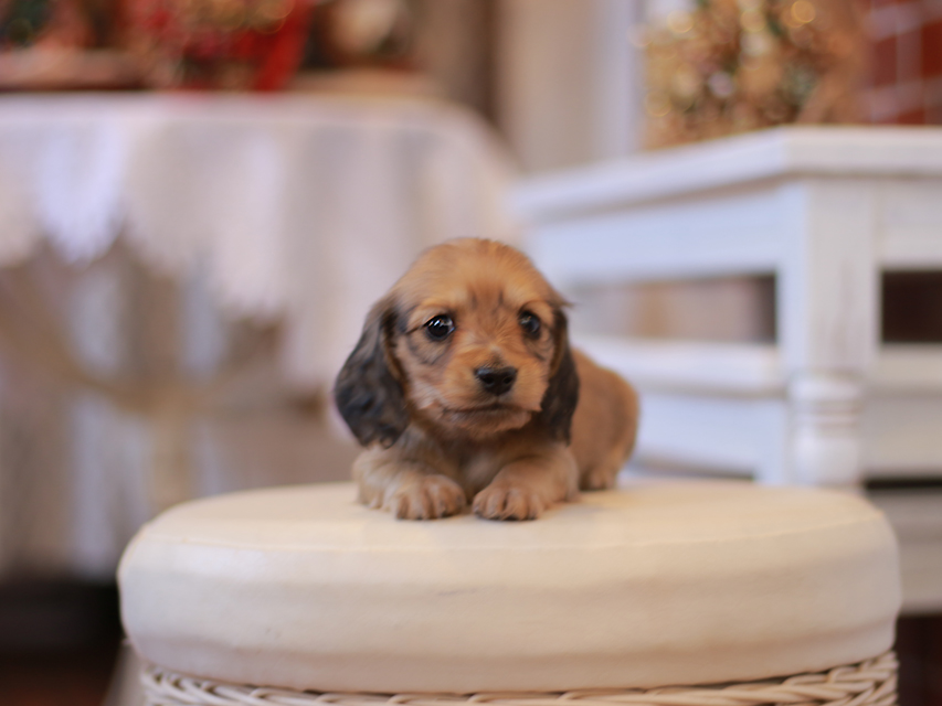 カニンヘン ダックスフンド ティナ&竹千代CHの子犬 イエロー（クリーム） 女の子（2）