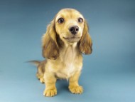 Kaninchen-Dachshund292
