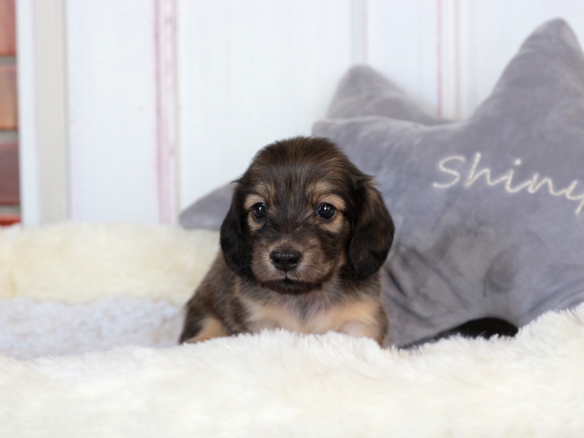 カニンヘン ダックスフンド まめms & 竹千代CHの子犬 シェーデットイエロー（シェーデットクリーム） 女の子（1）