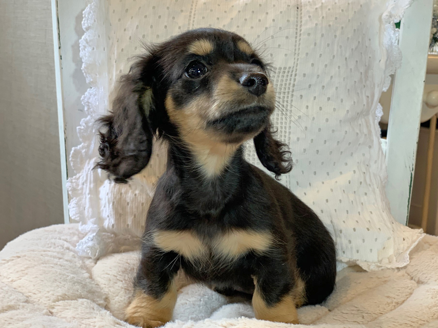カニンヘン ダックスフンド クロエ & 朝日の子犬 ブラックイエロー 女の子（2）