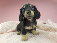 Kaninchen-Dachshund301 Kaninchen-Dachshund301