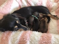 Kaninchen-Dachshund30 Kaninchen-Dachshund30