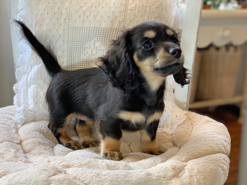 カニンヘン ダックスフンド クロエ & 朝日の子犬 ブラックイエロー 女の子（2）