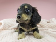 Kaninchen-Dachshund303 Kaninchen-Dachshund303