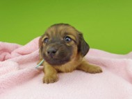 Kaninchen-Dachshund30327 Kaninchen-Dachshund30327