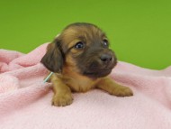Kaninchen-Dachshund30328 Kaninchen-Dachshund30328