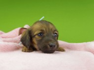 Kaninchen-Dachshund30330 Kaninchen-Dachshund30330