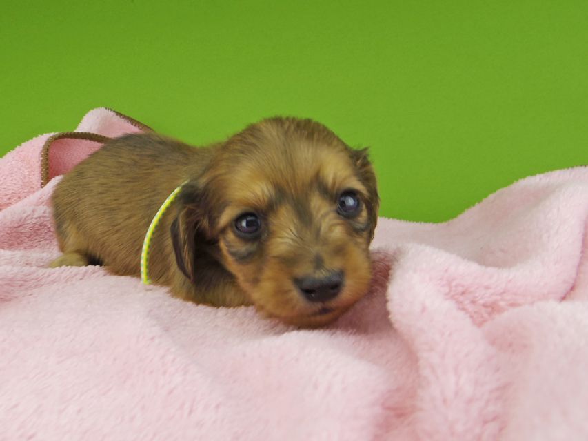 カニンヘンダックスフンド さくらhp & 竹千代の子犬 レッド 男の子（2）