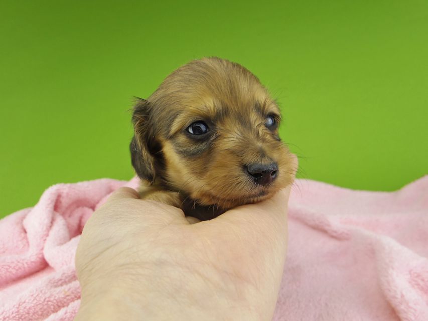 カニンヘンダックスフンド さくらhp & 竹千代の子犬 レッド 男の子（2）