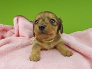 Kaninchen-Dachshund30341