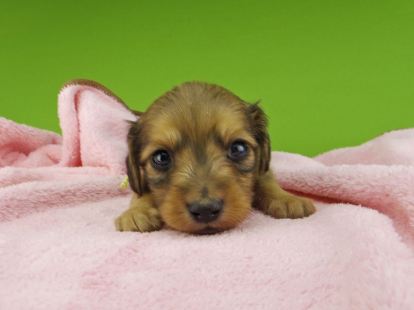 カニンヘンダックスフンド さくらhp & 竹千代の子犬 レッド 男の子（2）