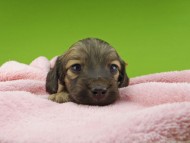 Kaninchen-Dachshund30355 Kaninchen-Dachshund30355