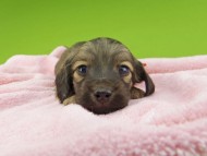Kaninchen-Dachshund30360 Kaninchen-Dachshund30360