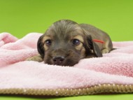 Kaninchen-Dachshund30366 Kaninchen-Dachshund30366