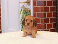 Kaninchen-Dachshund304 Kaninchen-Dachshund304