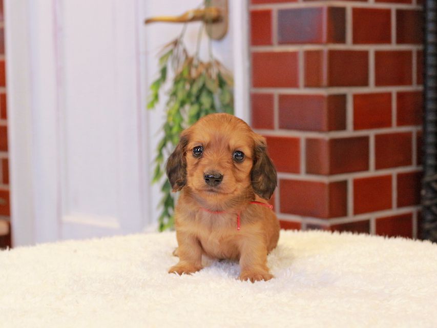 カニンヘン ダックスフンド チャーム & 竹千代CHの子犬 レッド 男の子（1）