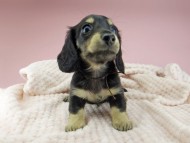 Kaninchen-Dachshund305 Kaninchen-Dachshund305