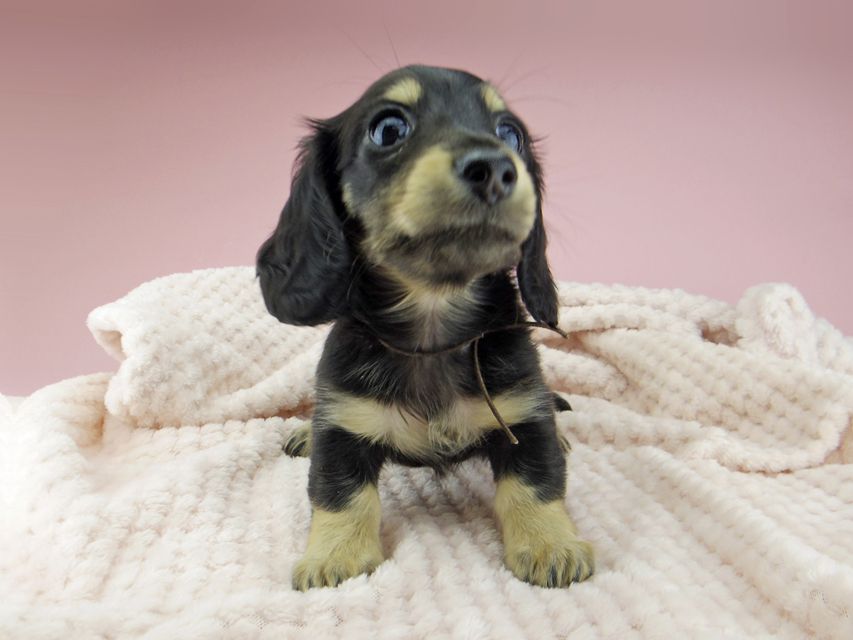 カニンヘン ダックスフンド ジャム & スルガの子犬 ブラックイエロー（ブラッククリーム） 女の子（1）